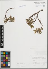 Foto von Salix hastata L.